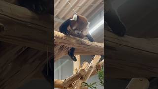 レッサーパンダ　ショウショウくん　お昼寝スタイル屋内編　【のんほいパーク】　Red panda Shosho-kun Toyohashi Zoo