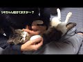 可愛い♥今日も我が家の猫は骨抜き状態にされてます☆パパのゴッドハンドで放心状態のリキちゃん【リキちゃんねる　猫動画】cat videos キジトラ猫との暮らし