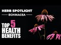 TOP 5 BENEFITS OF ECHINACEA - HERB SPOTLIGHT