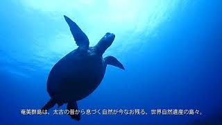 奄美群島PR動画「Sound of AMAMI」（3分版）