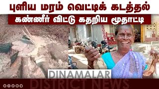 புளிய மரம் வெட்டிக் கடத்தல் கண்ணீர் விட்டு கதறிய மூதாட்டி