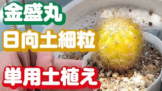 金盛丸を日向土細粒単用土に植え替える