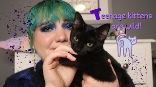 The Pros and Cons of Having TEENAGE KITTENS // is a teenage cat good for you?