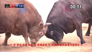 [청도소싸움]토종소 칡소 매치 독산 vs 수호신_23.12.31 @ufc