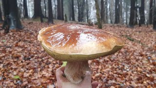 GRZYBY 2022. Pełen Kosz Listopadowych BOROWIKÓW. Piękne Borowiki nadal rosną. Fungi,Pilze,mushrooms