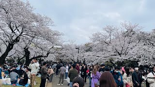 One-Day Tokyo Trip: Part 1 - Exploring Yoyogi Park and Shibuya, Japan