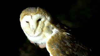 How I Rescued a Barn Owl After a Tawny Owl Attack | Rescued \u0026 Returned to the Wild | Robert E Fuller