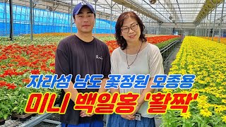 자라섬 남도 꽃정원 모종용 미니 백일홍 '활짝'