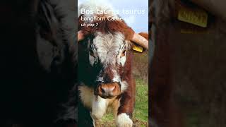 population unknown english longhorn cattle #documentary #wildlife #ecology #rewilding #biology