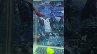 កូនត្រីក្រឹម ចំរុះ #shortsvideo #bettafishlove #bettafish