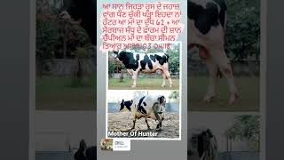 HF ਨਸਲ ਦਾ ਸਾਨ ਹੰਟਰ 💯👌 HUNTER BULL 👌👌 MOTHER 🏆🏆 BEAUTIFUL HF Bull Hunter   ਲਕਸ਼ਮੀ ਡੇਅਰੀ ਫਾਰਮ ਦੀ ਸ਼ਾਨ