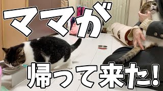 大好きなママが帰って来た時の猫たち