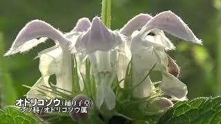 30秒の心象風景22125・河川敷に群れる～オドリコソウ～