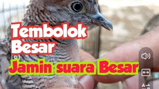 Cara meniup Tembolok Perkutut Dan Bagaimana yang suara Besar