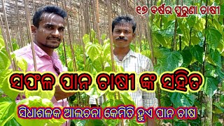 ପାନ ଚାଷ କେମିତି ହୁଏ // betel farming ni Odisha //pan farming