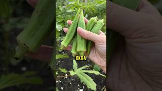 Asmr - Let’s cut green okra from my garden