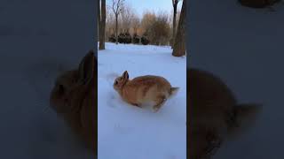 The first snow rabbit in winter Cute pet debut plan Rabbit Pastoral cute pet