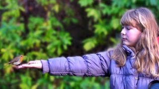 Hand Feeding Birds -  Robin Birds