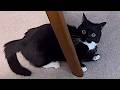 NEW Cat Videos 2024 😸 Funny Cat Videos − Funny Cats