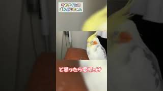 天使と悪魔が同居するオカメインコ　呼び鳴き 対策 Cockatiel