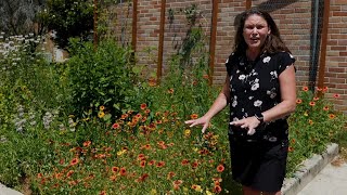 Get It Growing: Mesa Gaillardia is an excellent pollinator plant