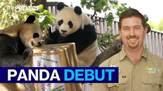 Meet Adelaide Zoo's New Giant Pandas