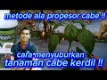 metode ala propesor cabe ll cara menyuburkan tanaman cabe kerdil !! @Ardana-Pt