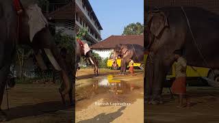 ഇവിടെ കുടി അവിടെ കുളി 😃 #aanapranthanmar #keralaelephant #aana #elephant