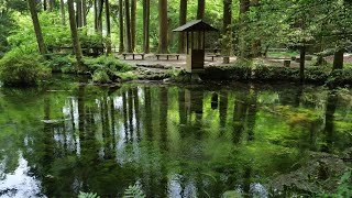 JG☆☆8K HDR Kumamoto,Ikeyama Spring(Water 100) 熊本 池山水源(名水百選)