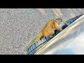 Cute Squirrel Turns Rogue and Chases Car