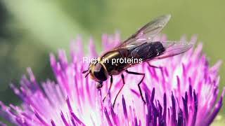 Hermetia illucens | Black Soldier Fly Protein