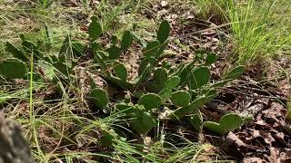 Wild Eastern Prickly Pear Cacti in Montgomery County, Maryland