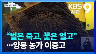 “벌은 죽고, 꽃은 얼고”…양봉 농가 이중고 / KBS  2023.05.29.