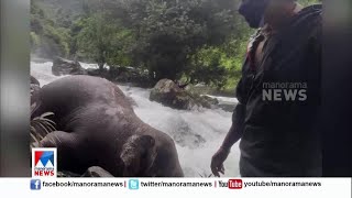 തുഷാരഗിരി ചാലിപ്പുഴയില്‍ കാട്ടാനയുടെ ജഡം; കാല്‍വഴുതി വീണെന്ന് സംശയം | Thusharagiri| Forest Elephant