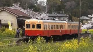 小湊鉄道月崎駅　桜と菜の花