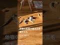 他猫のしっぽで遊ぶ三毛猫 shorts cat ねこの日常