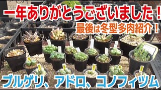 品種紹介！ 冬型多肉をもっと紹介します！コノフィツムやアドロミスクス、ブルゲリなど 2021年ありがとうございました！