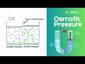 osmosis and osmotic pressure explained in less than 2 mins easy science for everyone koncise