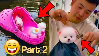 Funny puppies | Cute puppy videos compilation | teacup pomeranian puppies part-2
