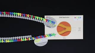 Replication Stop Motion