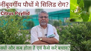 372. नींबू वर्गीय पौधों में Citrus Psyllid रोग से बचाव और इलाज।