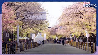 [1DAY 1KOREA: K-NOW] Ep.28 Enjoying the Yeouido Cherry Blossom Festival in the Heart of Seoul