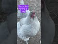 we love lucy shorts chickens chickenbreeds