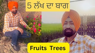 5 ਲੱਖ ਦਾ ਬਾਗ  ਲਗਾਇਆ ਹੋਇਆ 5 lakh garden