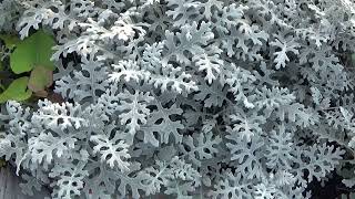 How To Grow Dusty Miller Quick Guide