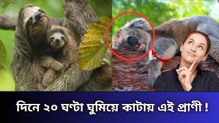 দিনে ২০ ঘণ্টা ঘুমিয়ে কাটায় এই প্রাণী ! | Sloths | News Update 74