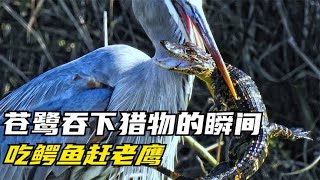 苍鹭到底能吞下多大的猎物，吞鳄鱼 鸭子和蛇，驱赶抢食的老鹰！