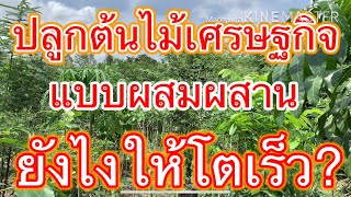 ปลูกต้นไม้เศรษฐกิจ-แบบผสมผสาน-ยังไงให้โตเร็ว?