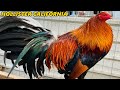 CALIFORNIA !! Quality Birds SPRING GROVE FARM | Beautiful Birds Farm Visit