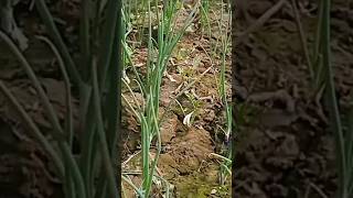 পেঁয়াজ চাষ🌾 onion farming#shorts#short#trending#viral